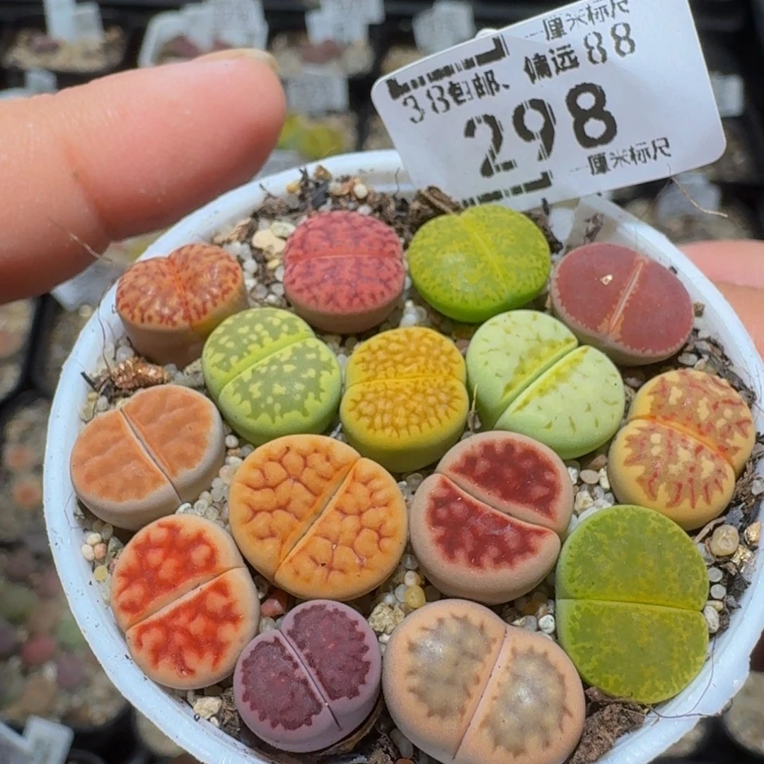 zzzz生石花肉锥298