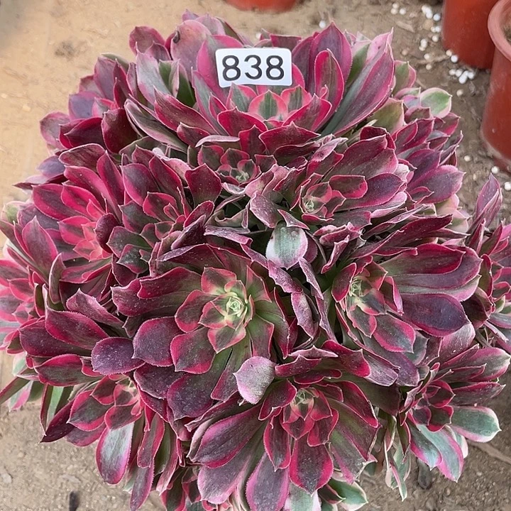 一***梦无花朵838粉女郎对肉植