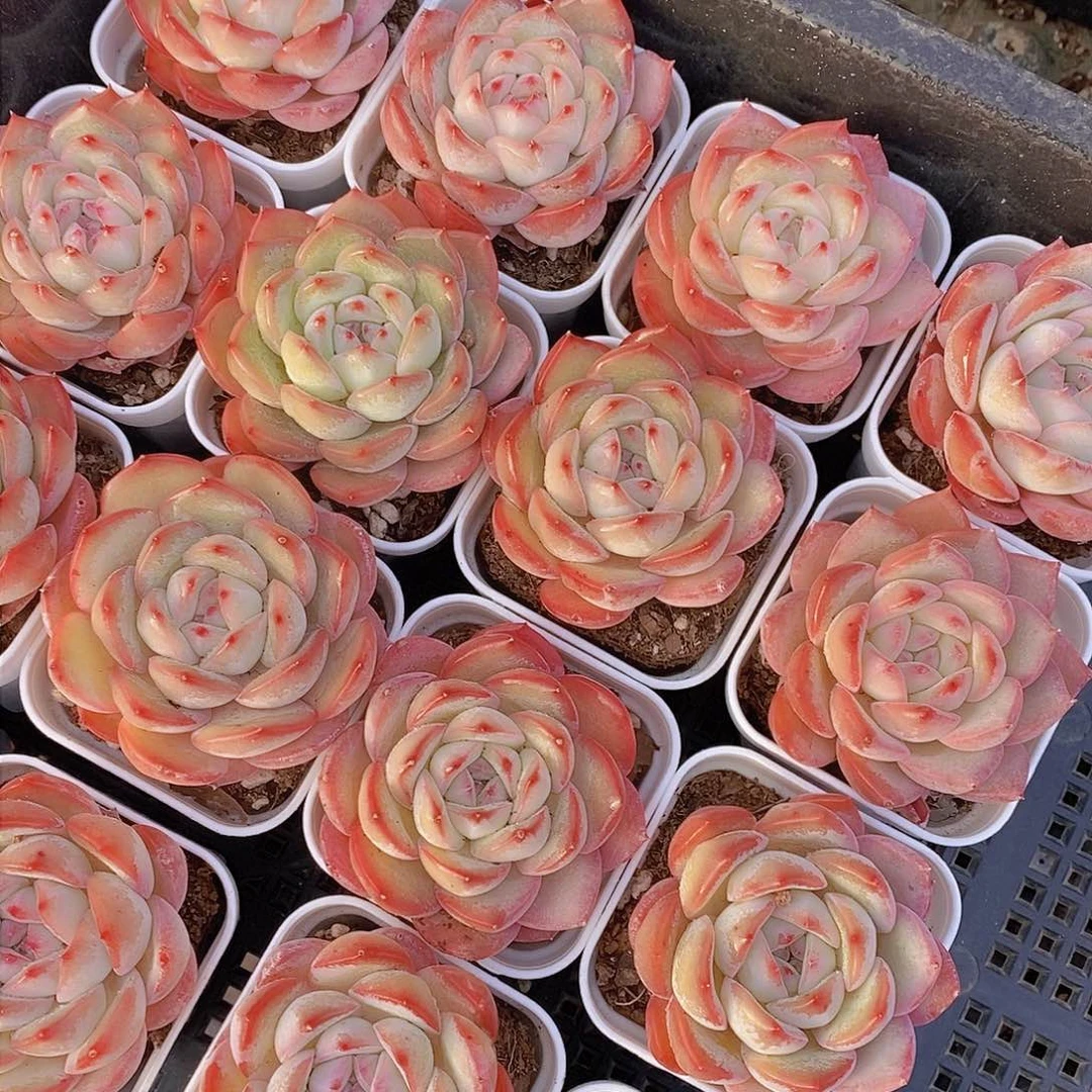 0204-草莓杏仁单头一颗 量拍