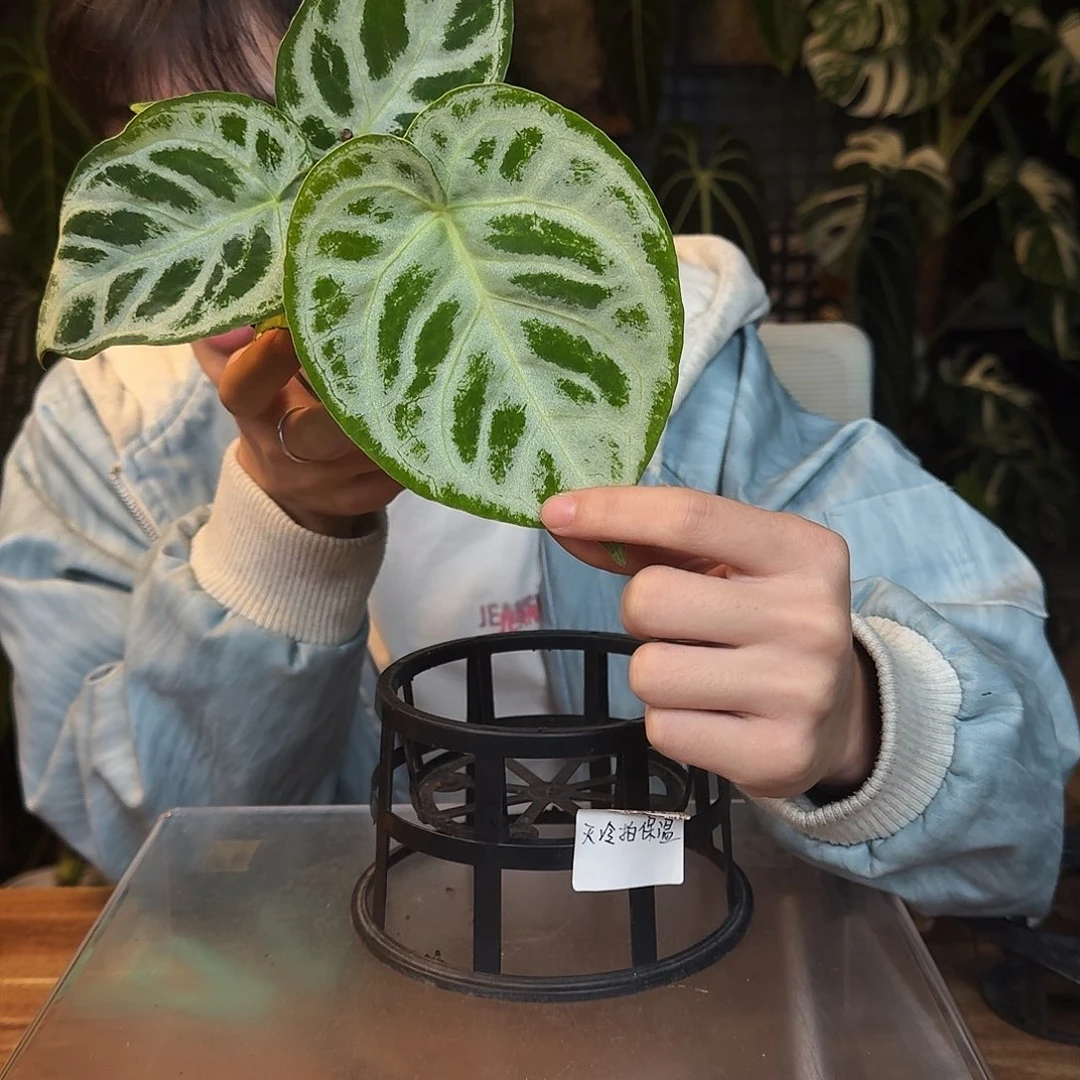 完全开放D23铜锣烧