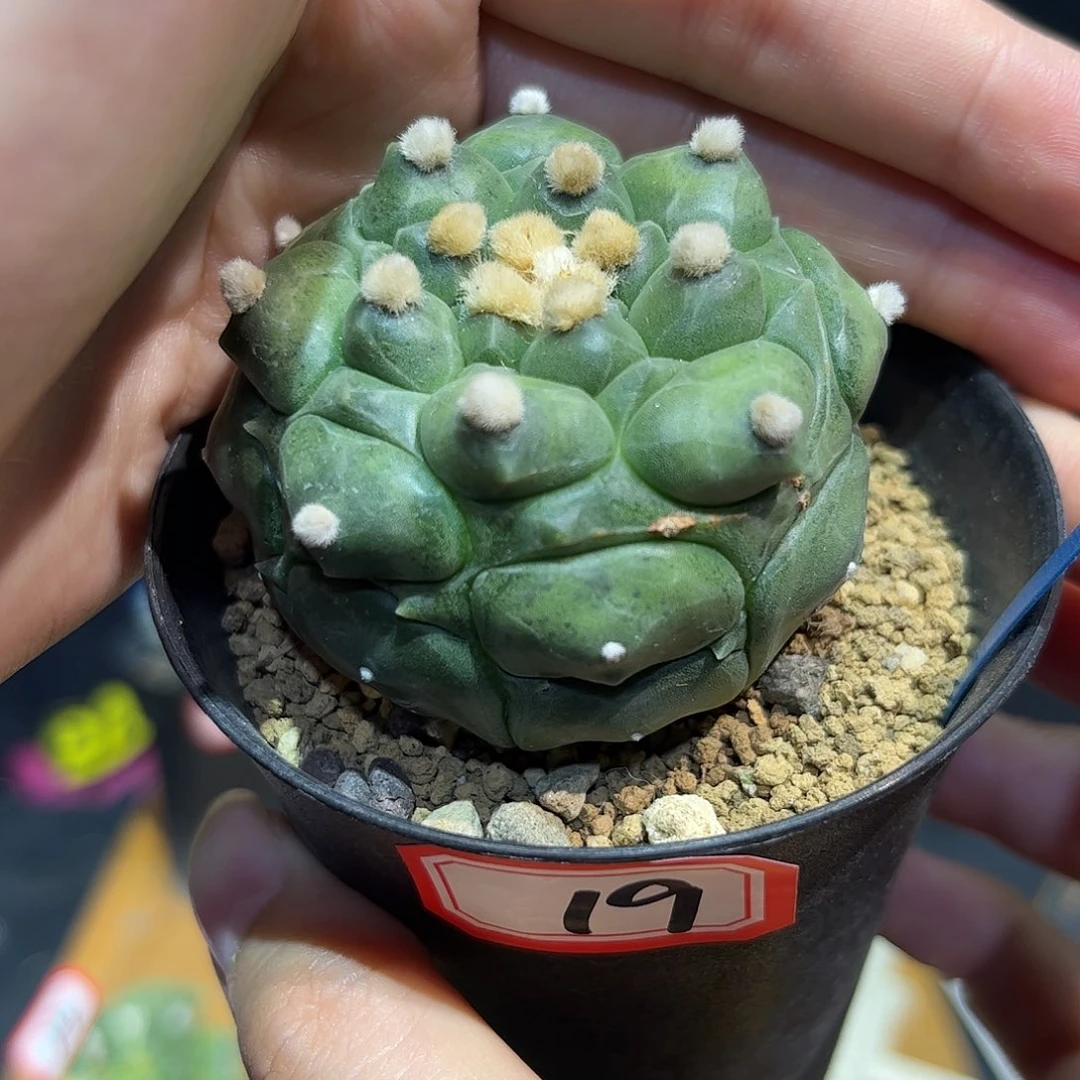 19号实生佛头龟甲兜