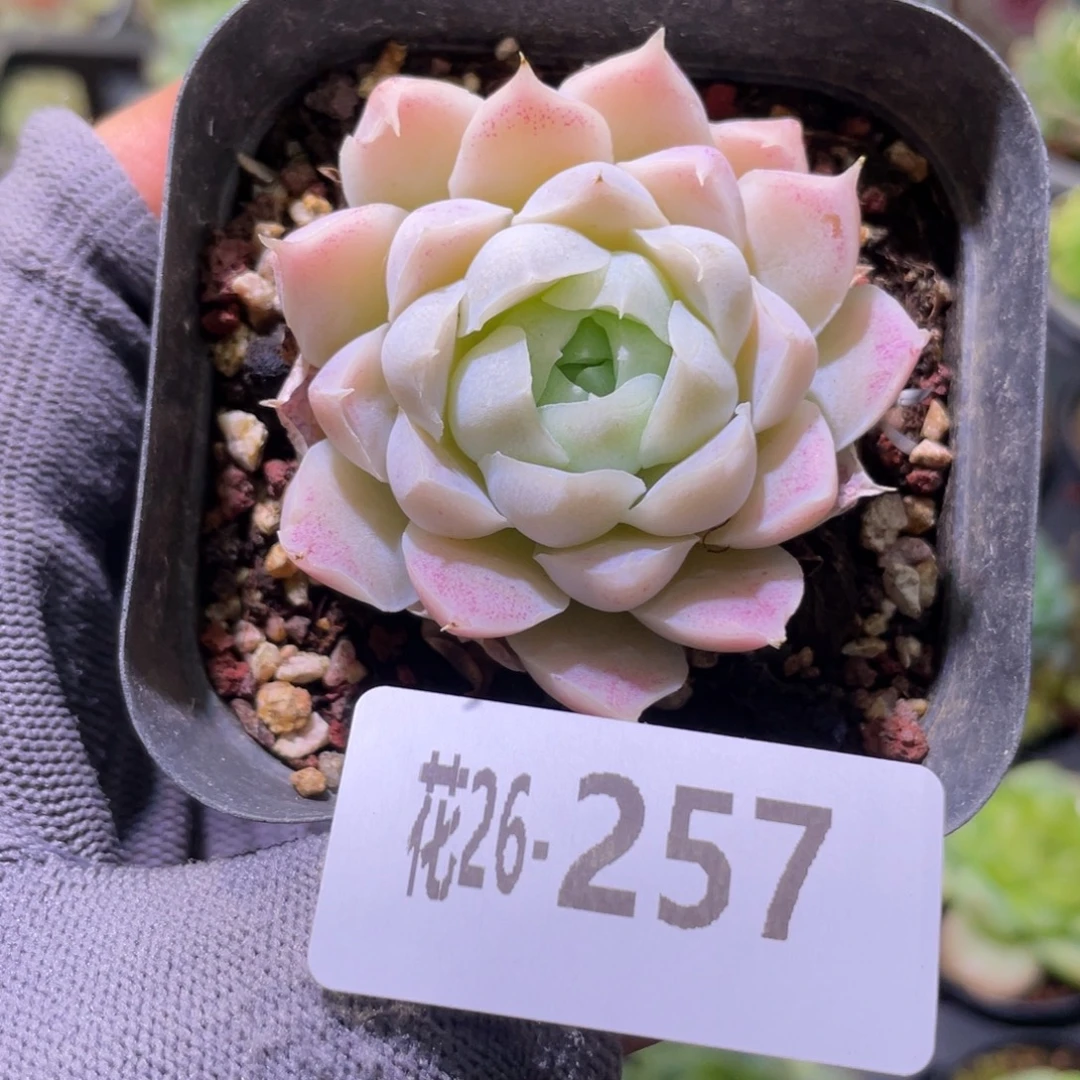 花利美26-257白月影