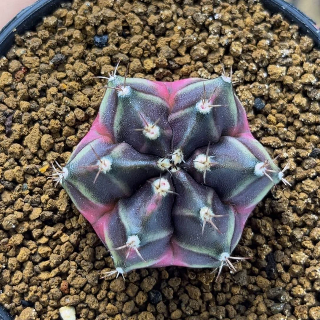 六棱豪臀 米哈仙人球