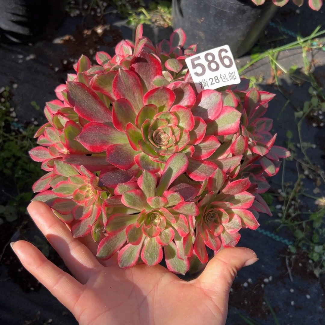多肉植物586赤子心