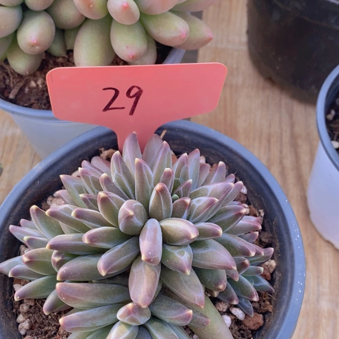 精品多肉，一物一拍，看准下单