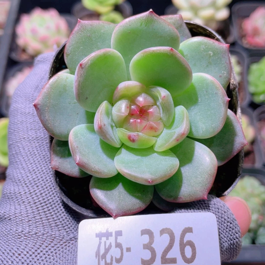 花利美5-326新品