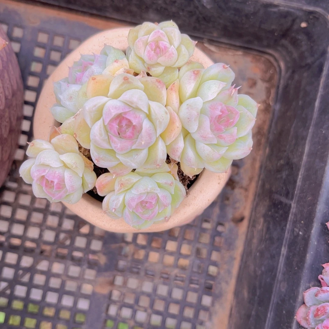 白月影8公分9999999