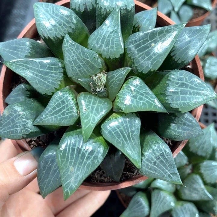 母本大美纹多肉植物