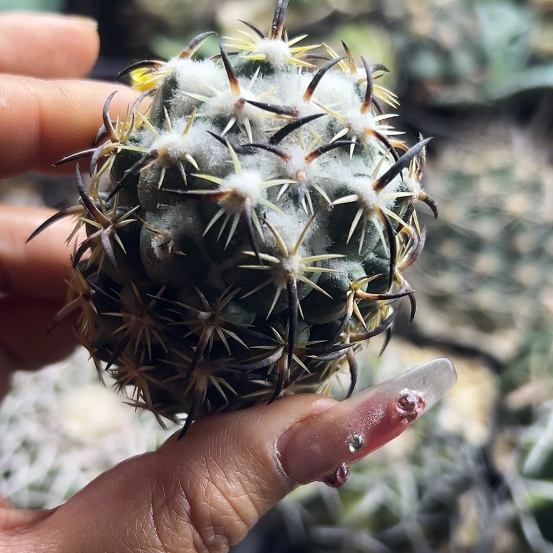 高绒钢钉有根仙人球66666666