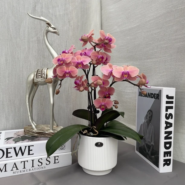 《西柚汀兰》精品蝴蝶兰  橘粉色系 花色娇艳 室内花花