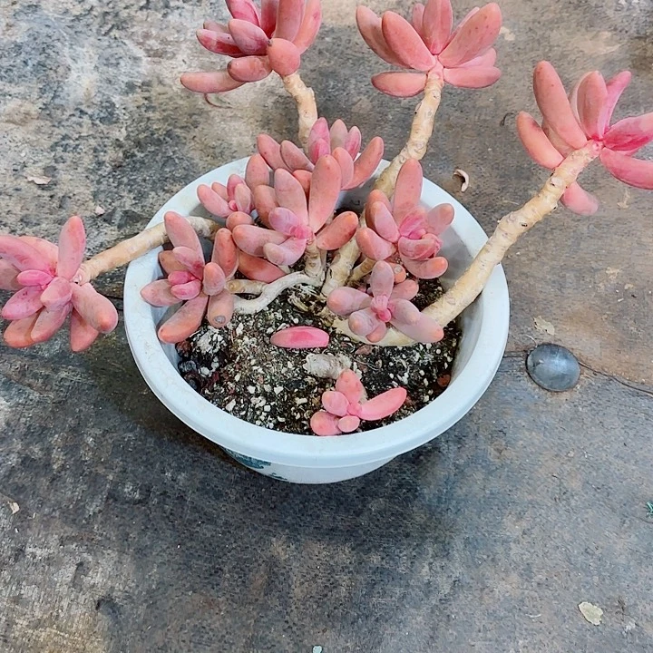 红手指老桩精品多肉盆栽