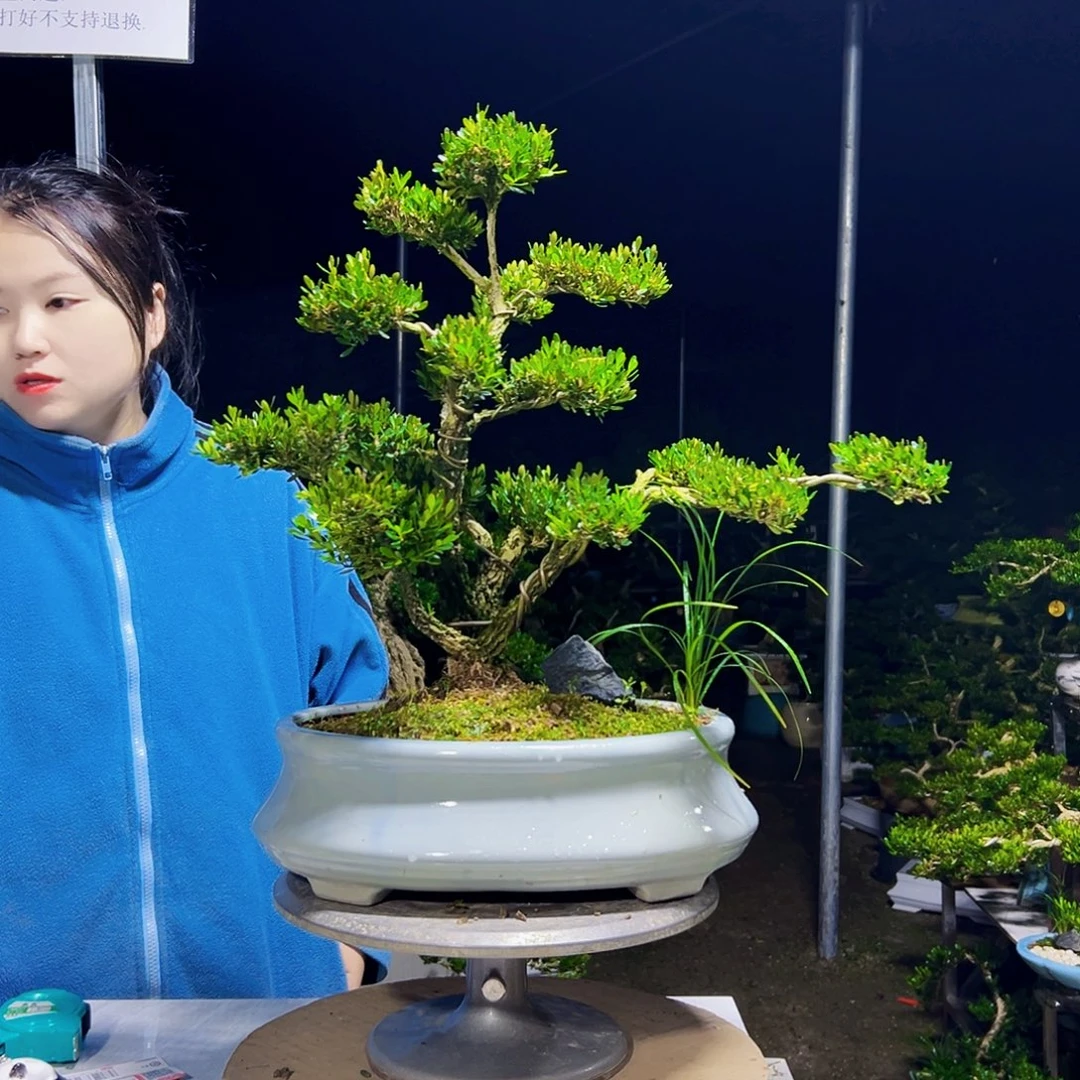 无花朵黄杨木