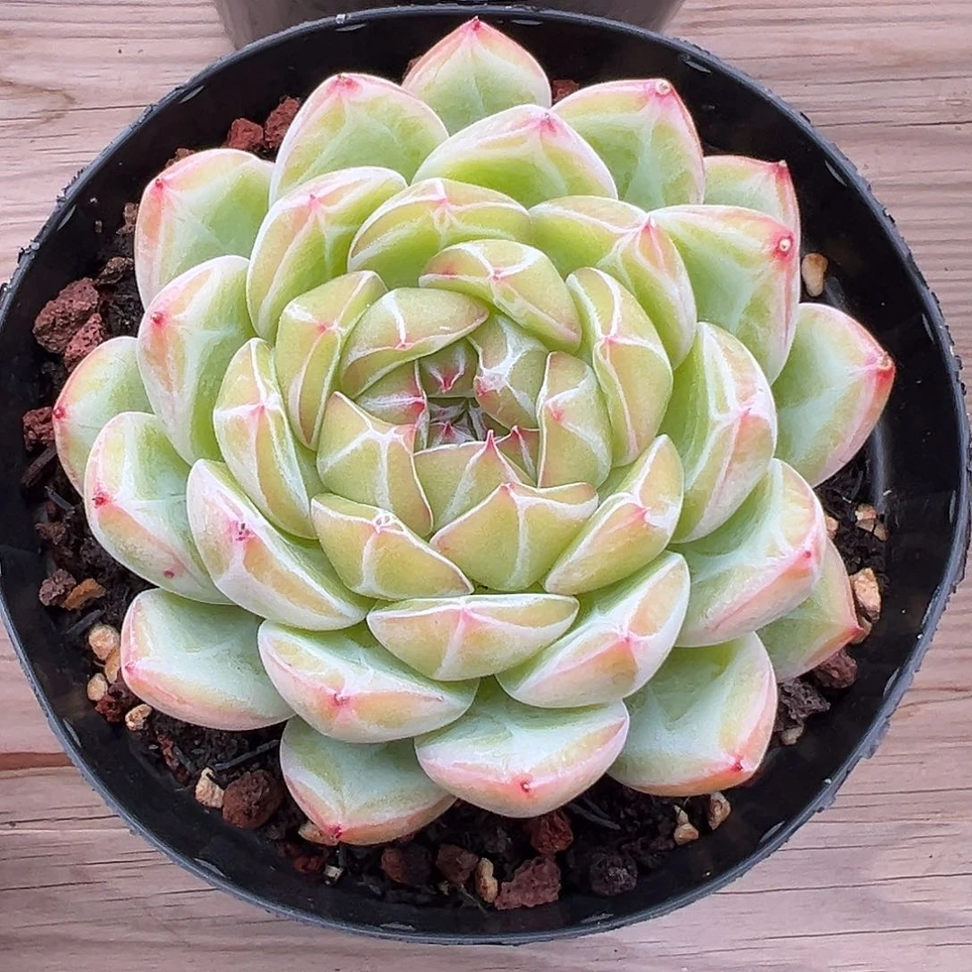 9-15-27精控雪花珍妮