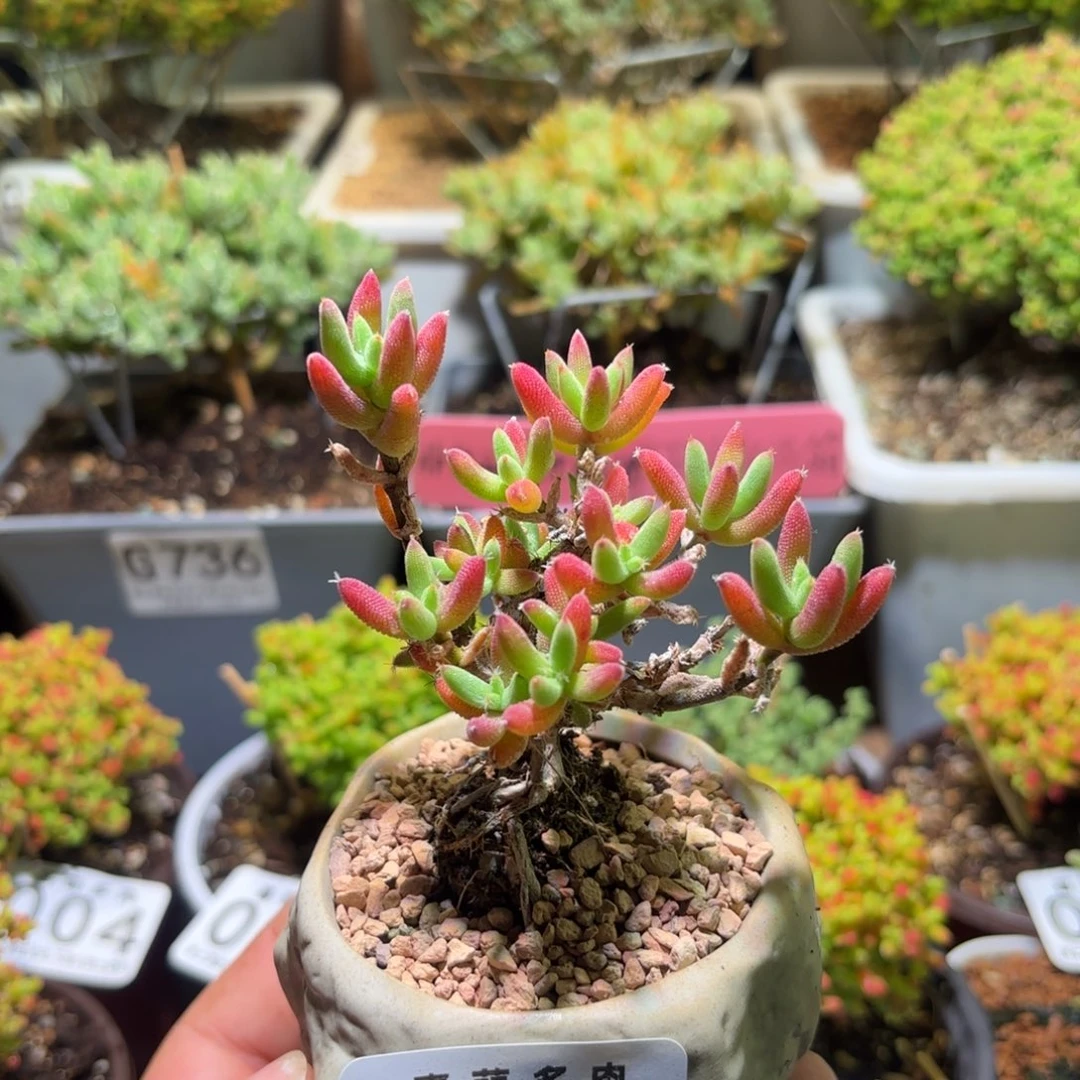 枝干番杏实生玉米带盆016