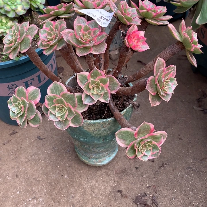 小****848莲花座多肉植物特价