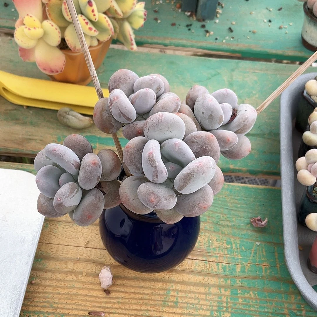 多肉植物的生长发育