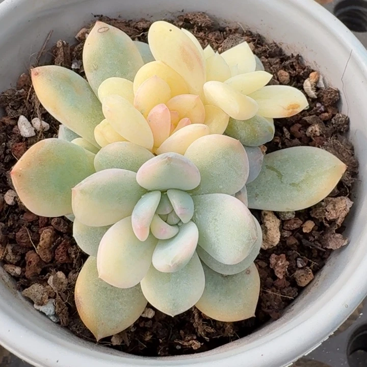 橙梦露锦一物一拍