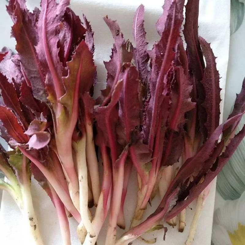 【曲麻菜种子】红曲麻菜东北蔬菜种子