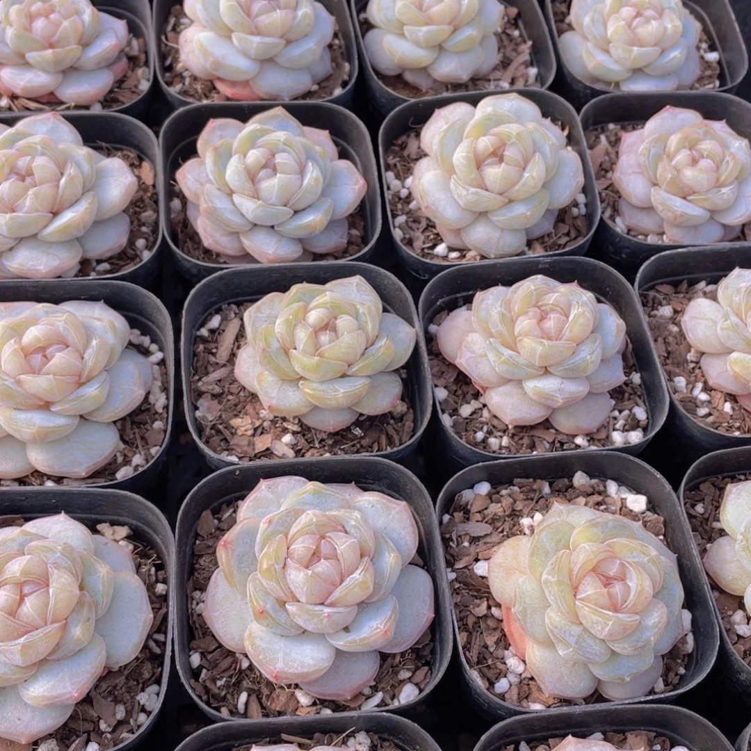 量拍20号 糖心白兰地单头一个