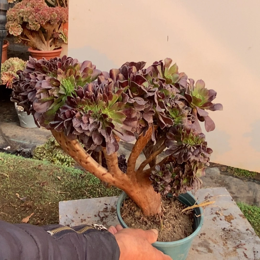 欧紫缀化1颗多肉1784号多肉