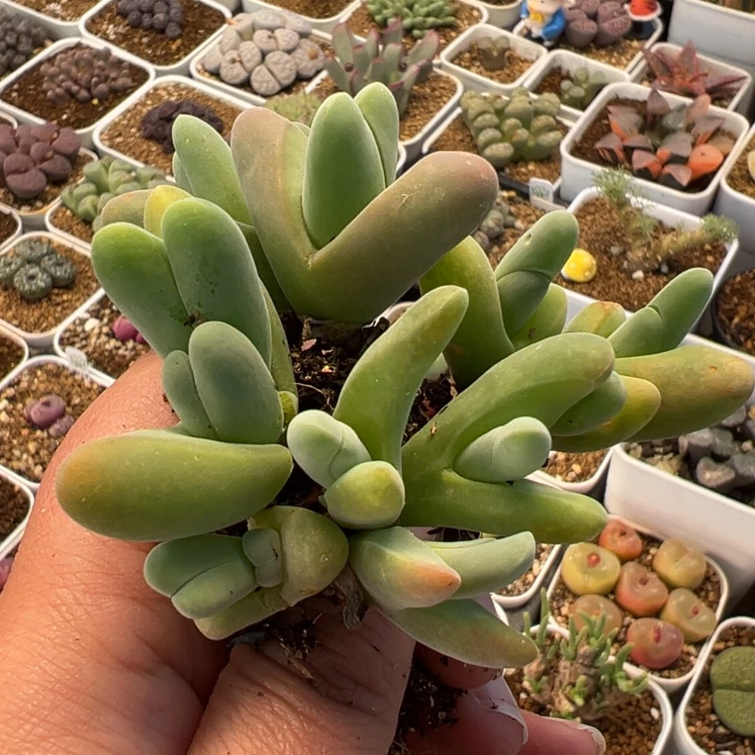 751多肉植物种类多样