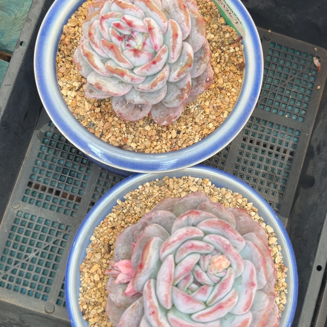 多肉一物一拍0126-7