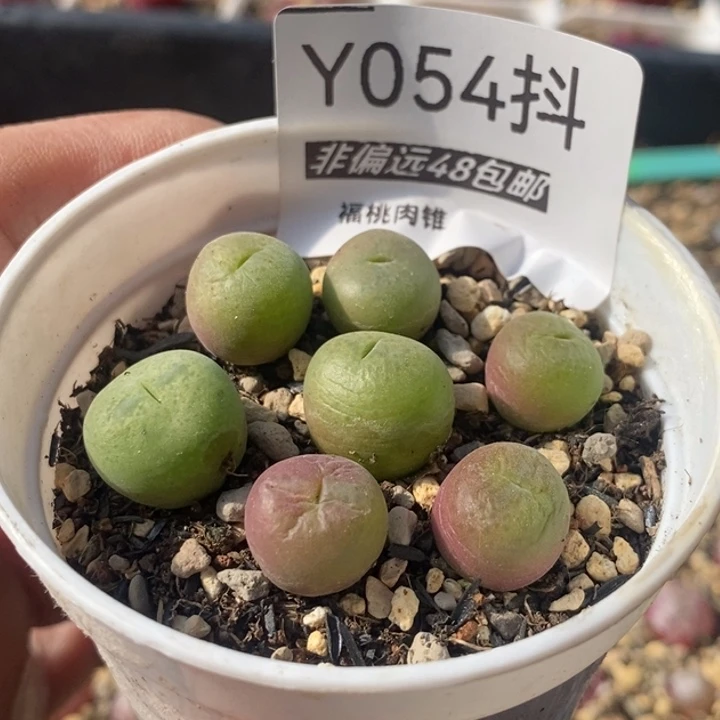 翠光带盆一物一拍肉锥