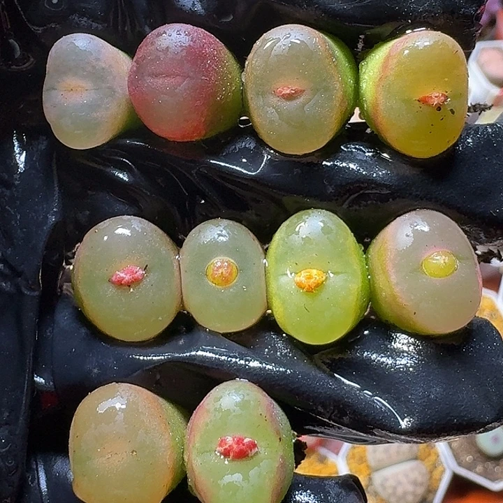 生石花111111。  92