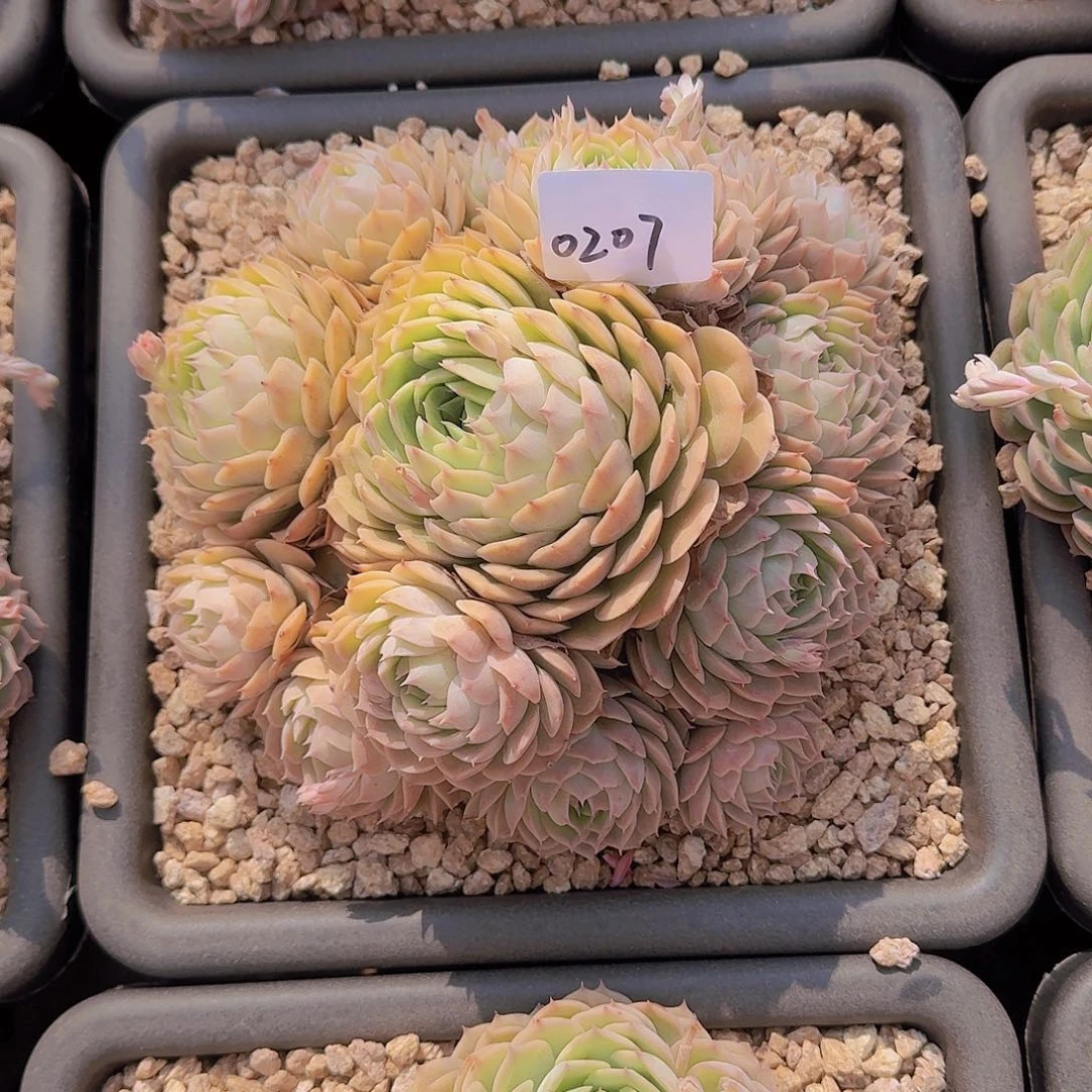 露*卡0207昂斯诺多肉