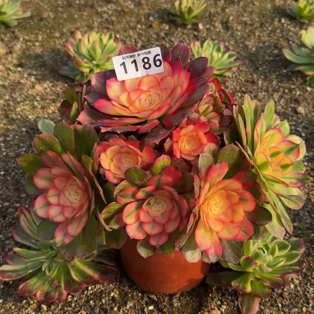 1186荔枝 多肉植物