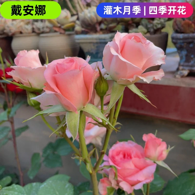 【戴安娜小苗买一送一】粉色花卉观花绿植物大花浓香月季室内阳台