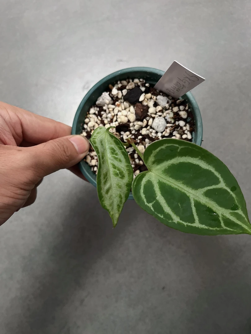 【SKG 铜锣烧 x 银色风暴】天南星科 热带植物