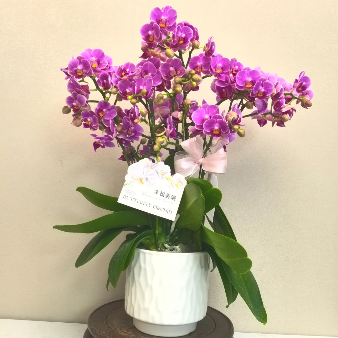 蝴蝶兰《团圆》精品带花带花苞耐寒基地直发
