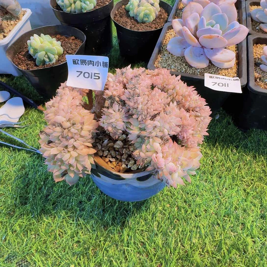 请****多肉植物莎莎女王缀7015