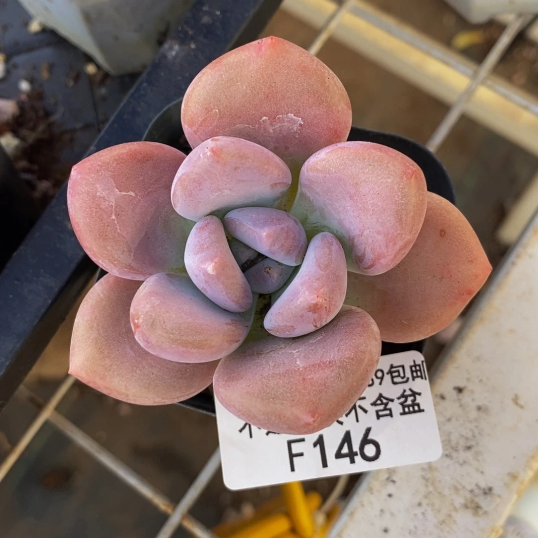 146奥普琳娜多肉6cm