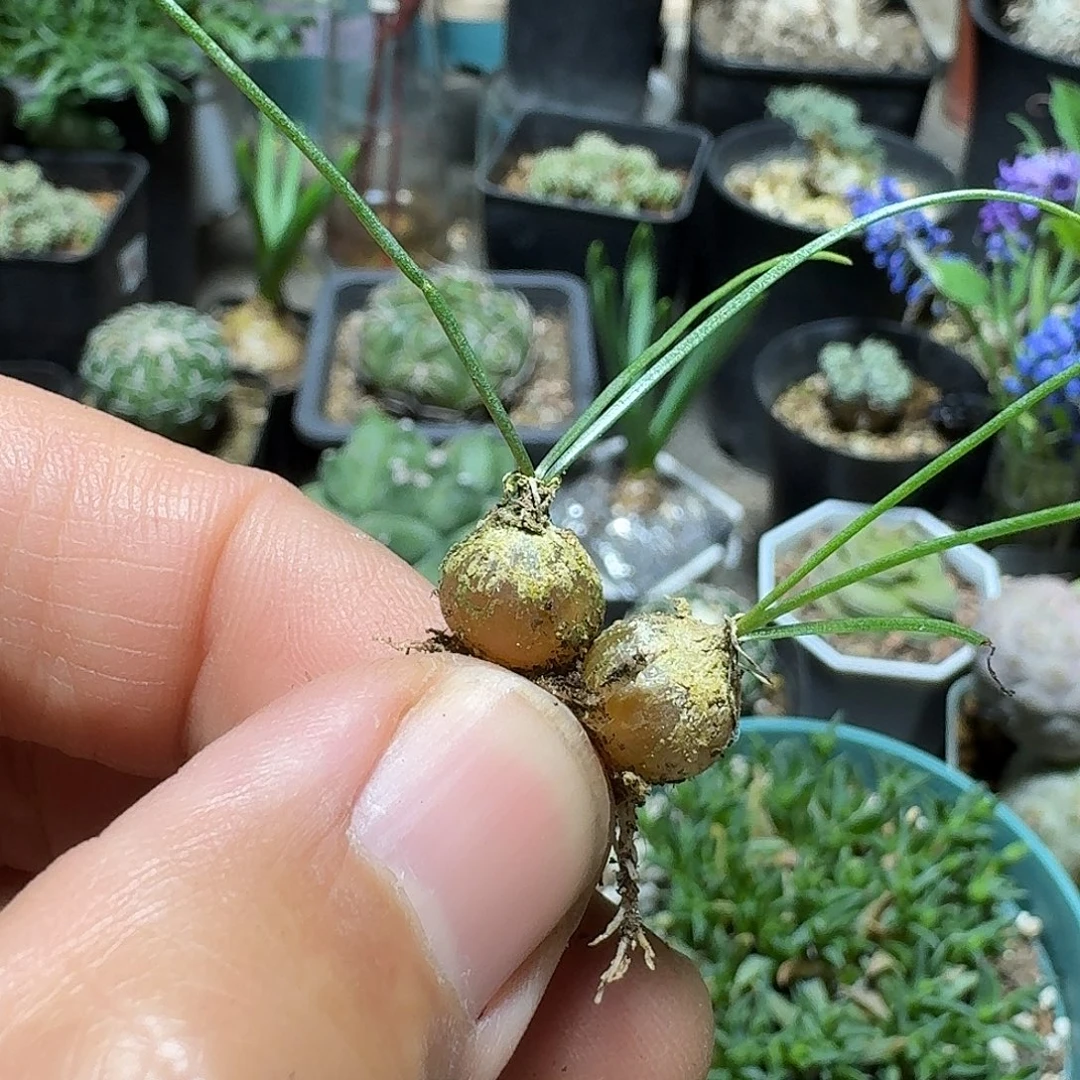 139丝叶苍一个随机脱土发货