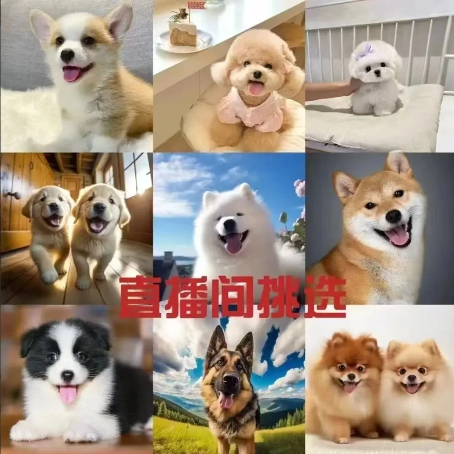 【一宠一拍】小型宠物犬金毛比熊泰迪萨摩五黑犬好养温顺