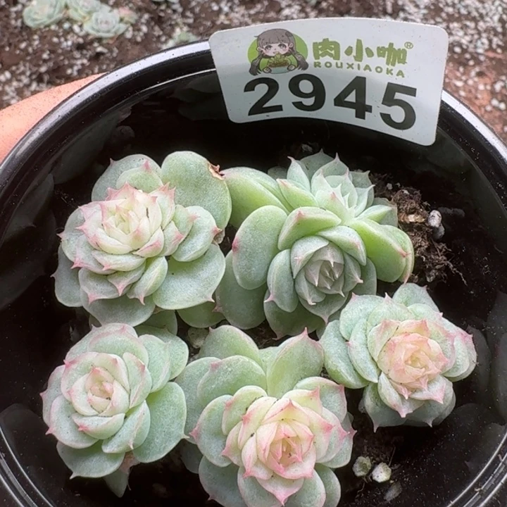 多肉植物多肉植物