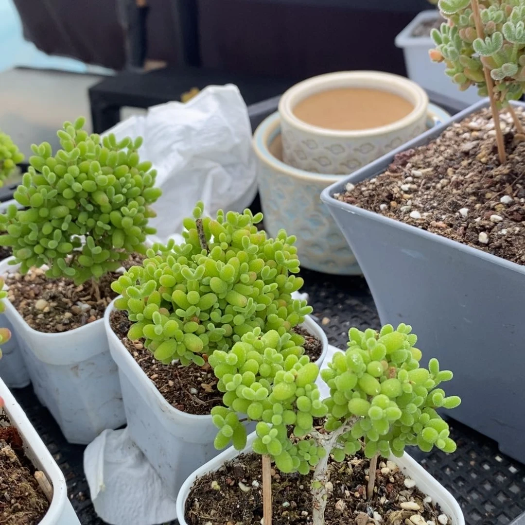 养***手140号枝干多肉