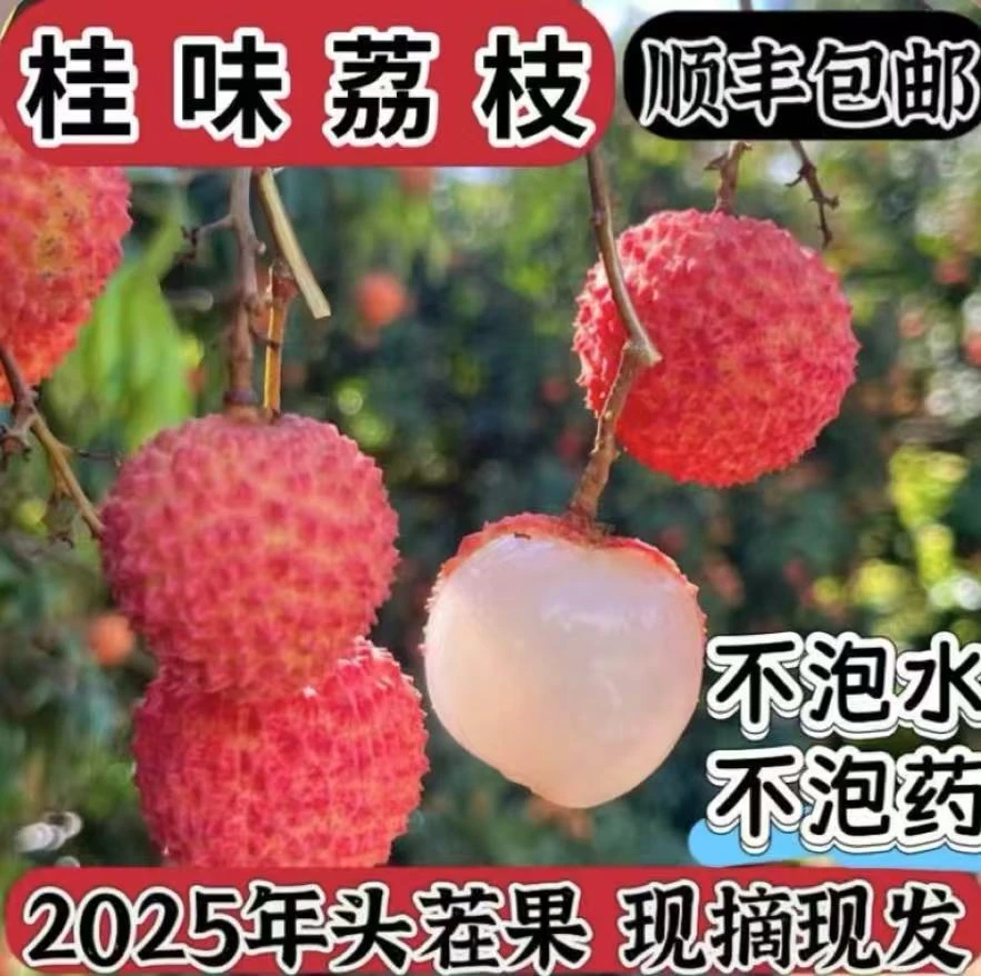【广东省专属链接】高州老树桂味荔枝2025年头茬果新鲜荔枝王爆甜