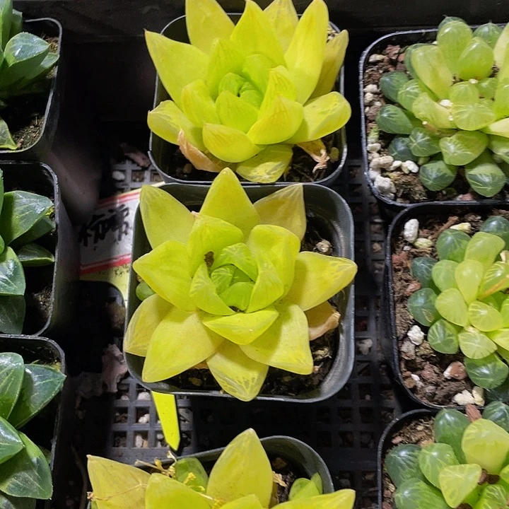 黄金大玉露3.8带盆