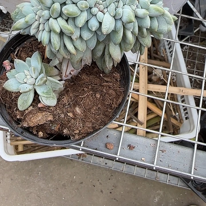 .***J青蛙王子儿童牙膏套装11