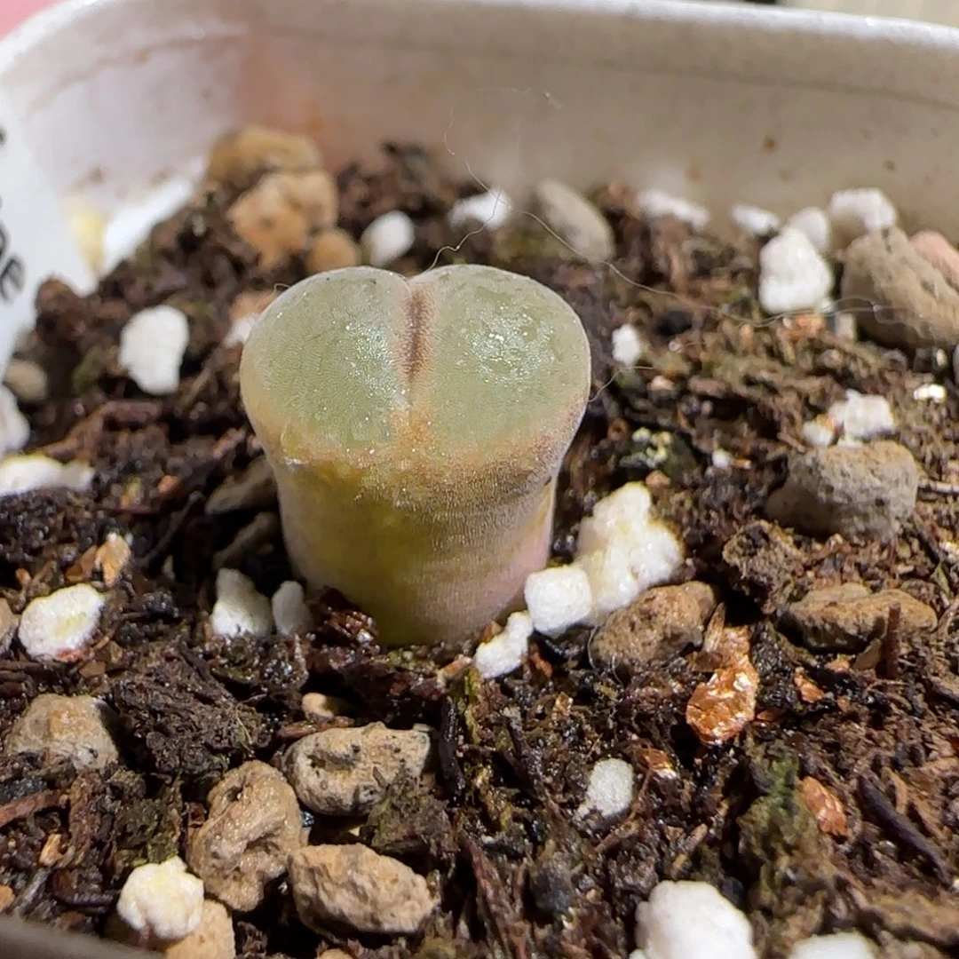 肉锥多肉植物组合-安格1221