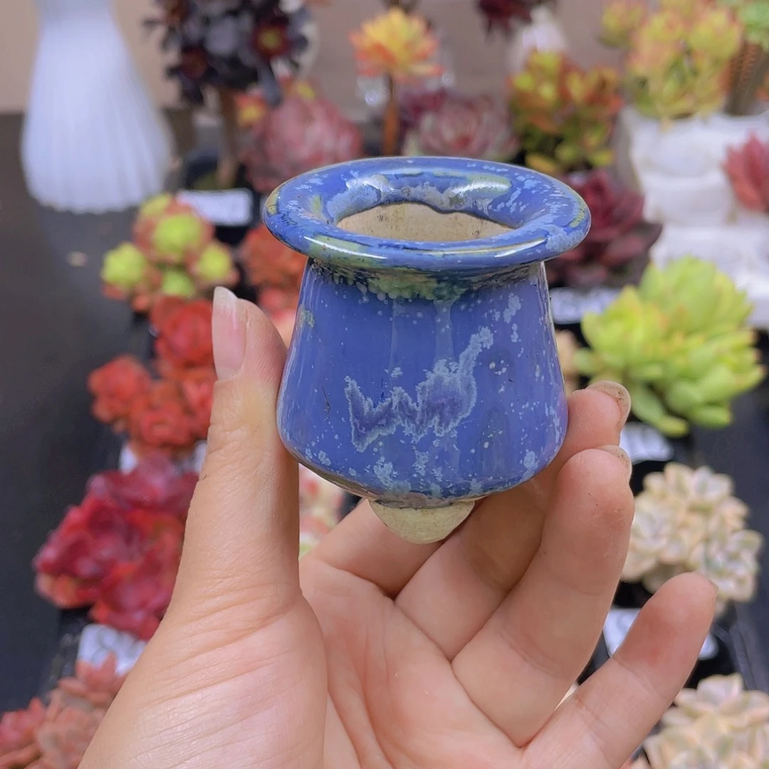 多肉无土栽培多肉植物