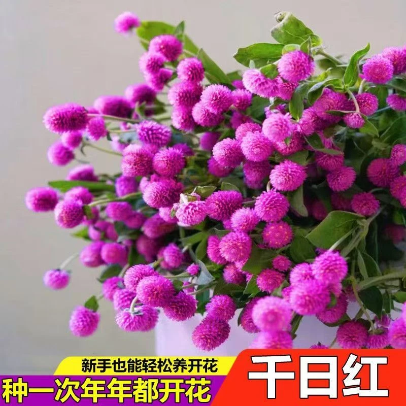 ..千日红种子四季百日红花朵花矮生花卉耐寒种子室外秋播庭院盆栽