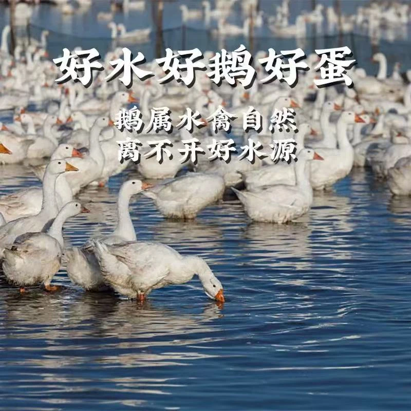 单簧农家散养大白鹅现发新鲜笨鹅蛋