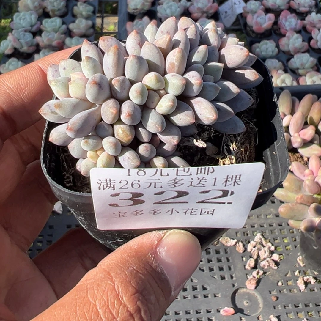 322号蓝舌香水七头群一物一拍