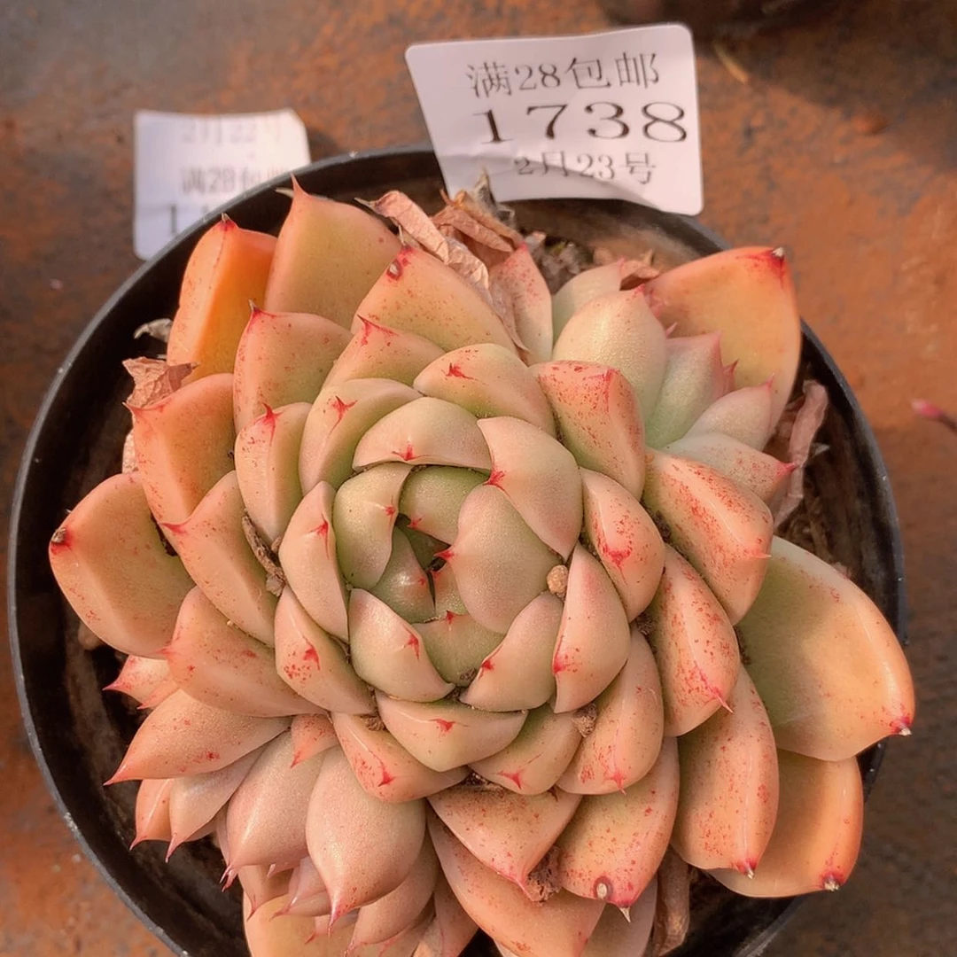 【闪购商品】云1738