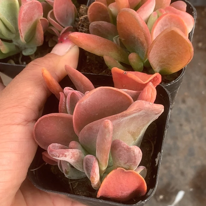 火狐狸（满9.99包邮不满9.99发叶子）