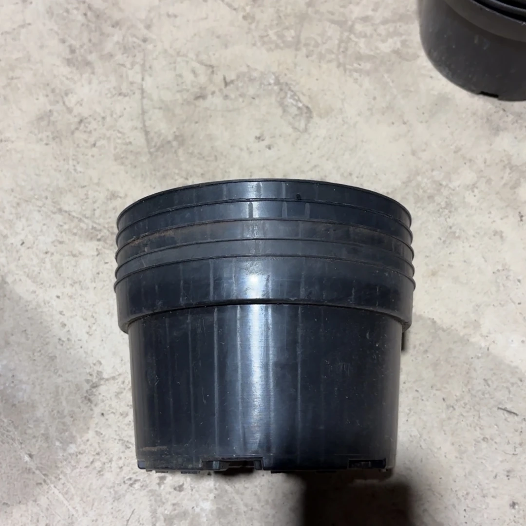 黑色矮泡盆18✖️10发30个